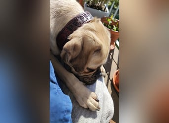 Puggle (Mops Beagle) Mischling 5 Jahre alt in BS