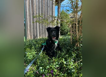 Matti kroatischer Schäferhund Mischling Welpe Rüde Junghund sucht Zuhause für immer