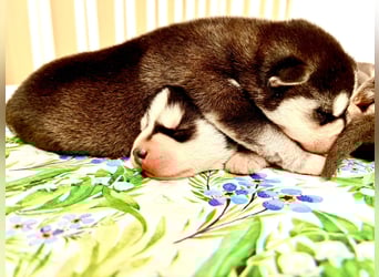 FCI Pedigree Blue Eyed Black & White Siberian Husky Champion Puppy