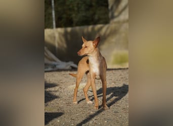 BARNABY-bei Anblick - LIEBE- hier wartet ein Seelenhund auf seine liebevolle Familie