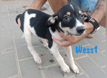 Wess1 geb. 03/2025 (ESP) - verspielter kleiner Ratonero Bodeguero Andaluz Welpe!
