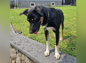 Jerry ist mein Name – und warte in PLZ 69509 auf Besuch von DIR