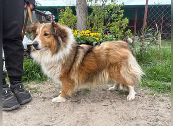 Lucy sucht ihr Familien-Glück!