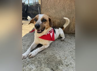 BONGO, Rüde, 4 Jahre, 40cm, Beagle-Mischling, Tierschutz