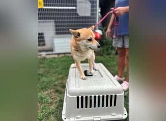 Kira PP – sensible Shiba Inu-Dame sucht einfühlsame Menschen
