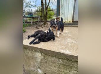 Pfiffige PANCHO - neugierig, gechillt und verschmust