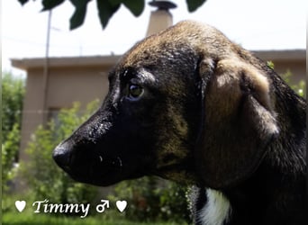 Timmy, Adam und Ajax suchen ein Zuhause