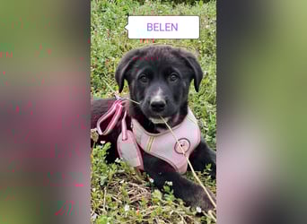 Belen sucht ihr Körbchen