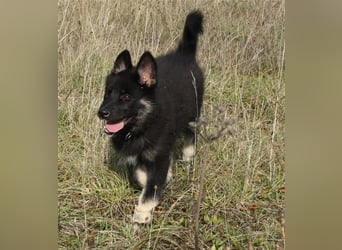 Eurasier - A. Malamute Nord-Hybrid Welpe:  Hündin, Name: Akota