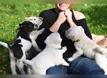 Shar-Pei x Labrador Mix Welpen stellen sich vor......