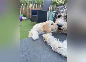 Labradoodle