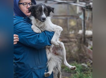 Zarter Hundebub Romeo❤️sucht Pflege- oder Endstelle