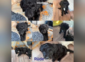 Labradoodle