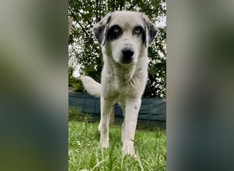 Snow, geb. ca. 06/2023, lebt auf einer Pflegestelle in 47652 Weeze