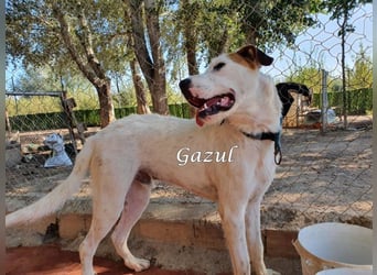 Gazul 06/2019 (ESP) - charismatischer und sozialer Boxer-Herdenschutz Mix!