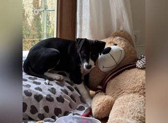 Welpe Kira sucht ihr Für-Immer-Zuhause ❤️