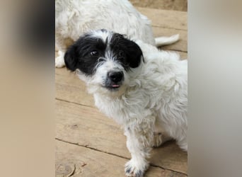 Herziger KELVIN sucht Kuschelpartner fürs Leben