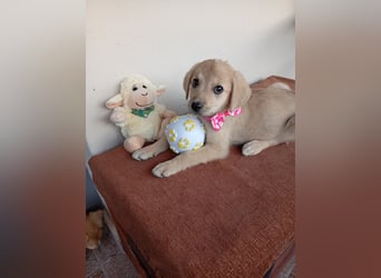Kleine Junghündin NANCY sucht nach dem großen Glück