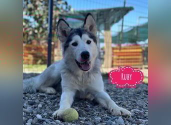 Ruby ein tolles Mädchen