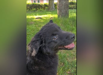 Auszug..Aussiedor F1 Familien und Therapiehund Labrador x Australien Shepherd