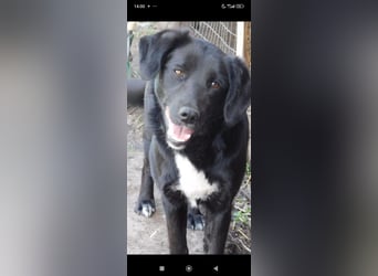 Nika - Mischling aus  Labrador und Spaniel sucht ein echtes Zuhause.