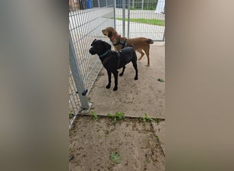 Timi will raus und lernen!