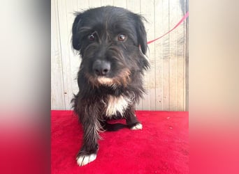 zarte Hundeseele KIMANI - 1,5 Jahre, 40cm/12kg, kl. Schnauzer-Mix