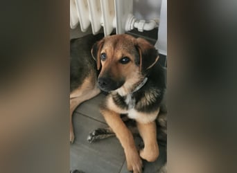 Gigi  ist in der Südpfalz zu besuchen