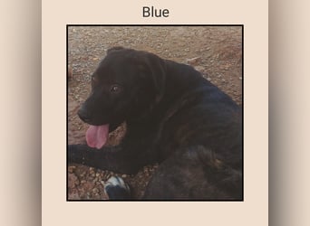 Katzenverträglicher Labrador Mischling Blue, menschenbezogen und sozial, sucht Familienanschluß!