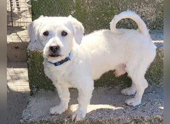 Teddy ❤️ lieb, aktiv - Malteser-Mix Rüde