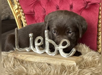 Schoko Labrador Rüde