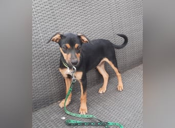Hundewelpe Leno