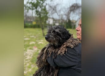 Buksi LM – Sanfte Hundedame sucht warmes Plätzchen für immer