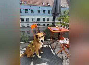 Kimbo: Sensibler Herzenshund mit großem Potenzial