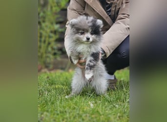 Zwergspitz Pomeranian Welpen Black Tan Merle Sable