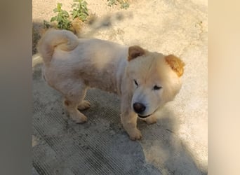 Chow-Chow Mädchen *Natascha* sucht das richtige Zuhause