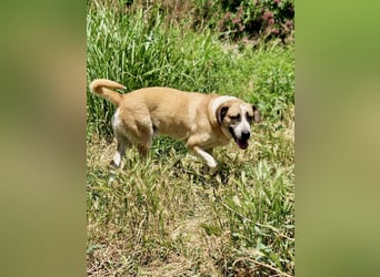 Ruhiger und gelassener Junghund WILLY (2 Jahre) sucht eine Familie