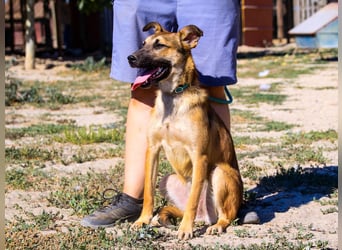 Cindy, Mix Schäferhund / Malinois, lieb und sozial