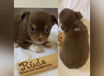 Chihuahua Welpen ab 22.08 abzugeben