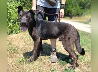 Choki, Mischling