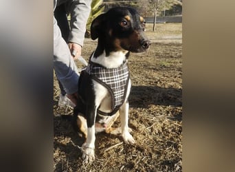 Rufus, er wartet schon so lange
