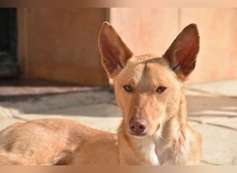 BARNABY-bei Anblick - LIEBE- hier wartet ein Seelenhund auf seine liebevolle Familie