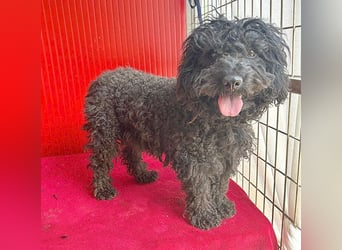 schmusige Puli-Hündin XENA - 2 Jahre, 40cm/12kg 