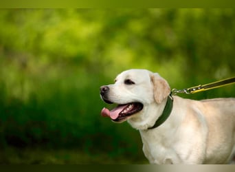 Labrador Bern sucht ein Zuhause