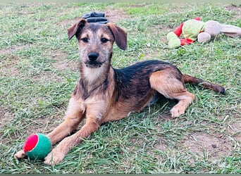 Tango, 7 Monate, 36cm sucht ihre Chance