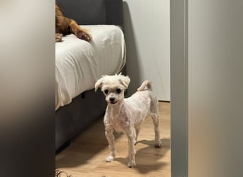 Zwei Seelchen suchen ein Zuhause