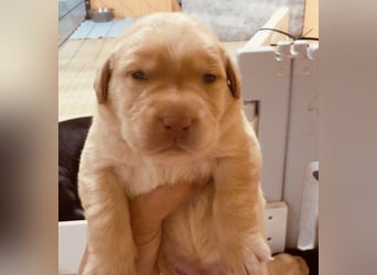 Labrador Welpen mit Ahnentafel