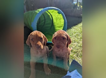 Ungarisch-Drahthaar-Welpen (UD) - Magyar Vizsla