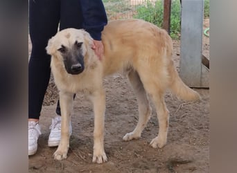 Arlo, geb. ca. 02/2023, lebt in GRIECHENLAND, im städt. Tierheim Serres