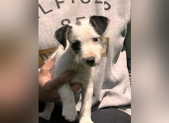 Wunderschöne Parson Jack-Russell Terrier Welpen, aus liebevoll. Hausaufzucht